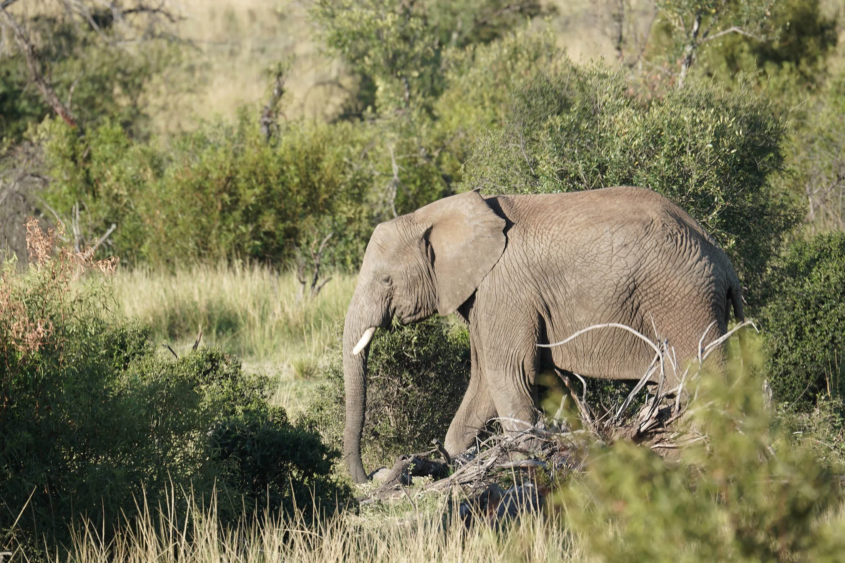 TTE Elephant Image 1 (Photo credit Grace Coetzee).jpg