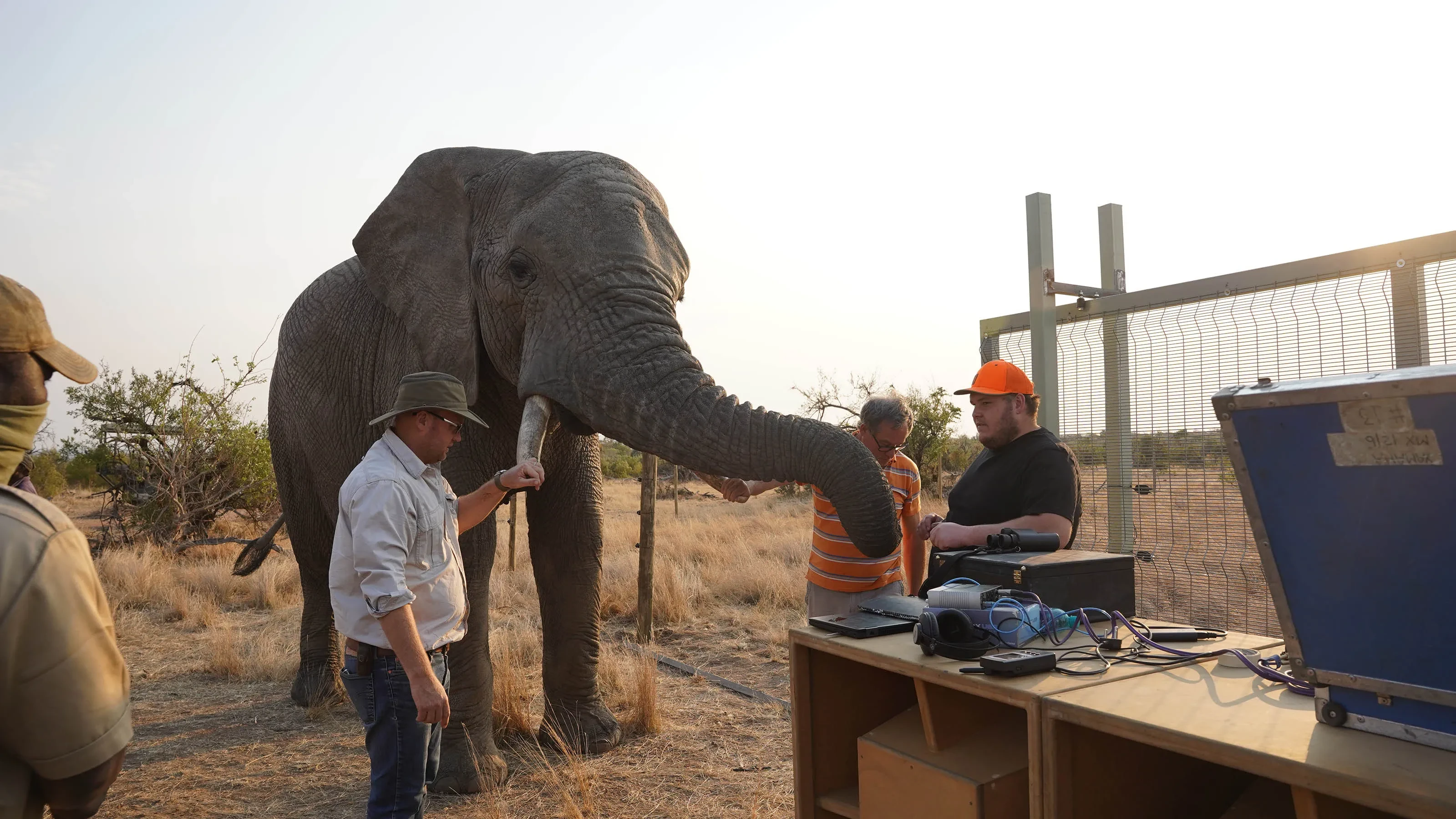 TTE Elephant Image 2 (Photo credit Grace Coetzee).jpg